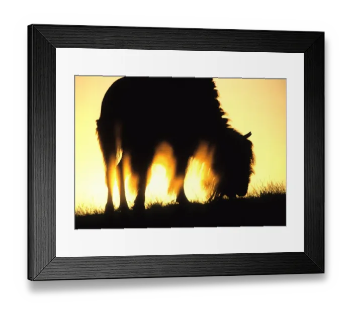Framed Print : american wildlife, animal, artiodactyla, atmospheric, bison, bison bison, bovidae Framed Print : american wildlife, animal, artiodactyla, atmospheric, bison, bison bison, bovidae