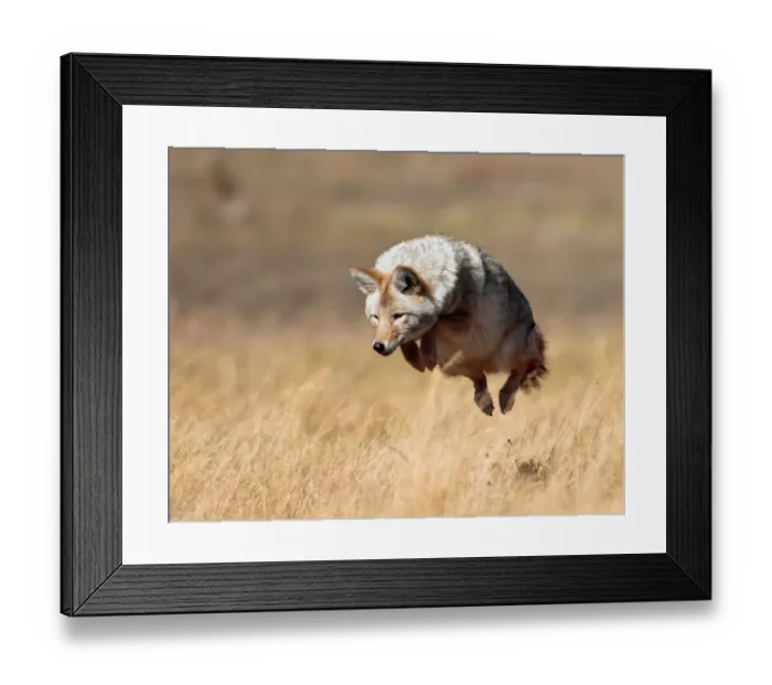 Framed Print : Yellowstone High Jump Framed Print : Yellowstone High Jump