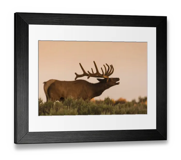 Framed Print : Elk In velvet on hill in Yellowstone Framed Print : Elk In velvet on hill in Yellowstone