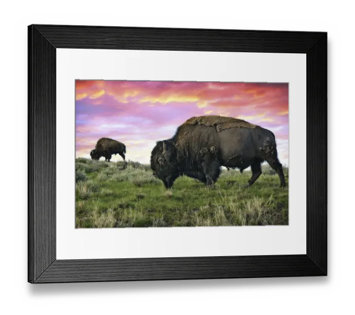 Framed Print : Yellowstone Buffalo & Bison Framed Print : Yellowstone Buffalo & Bison