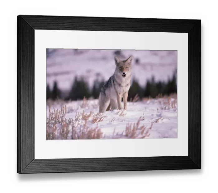 Framed Print : Coyote at Yellowstone National Park in Wyoming Framed Print : Coyote at Yellowstone National Park in Wyoming