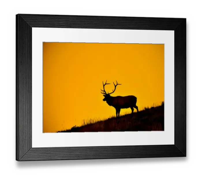 Framed Print : Elk at First Light Framed Print : Elk at First Light