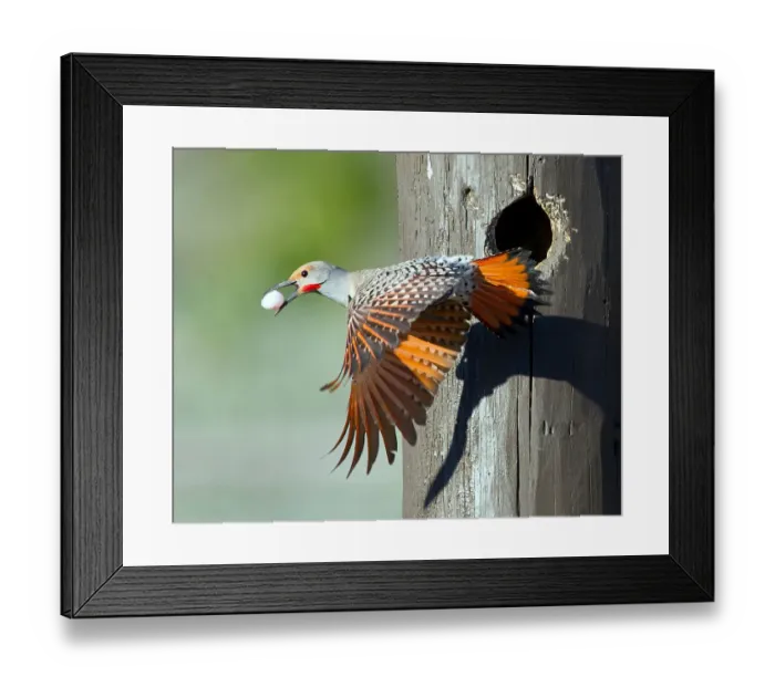 Framed Print : Northern Flicker with Egg in Beak Framed Print : Northern Flicker with Egg in Beak