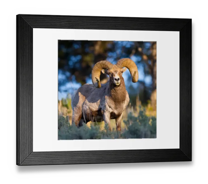 Framed Print : Bighorn sheep Framed Print : Bighorn sheep