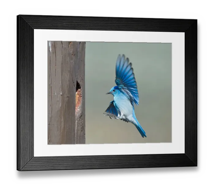 Framed Print : Mountain bluebird Framed Print : Mountain bluebird