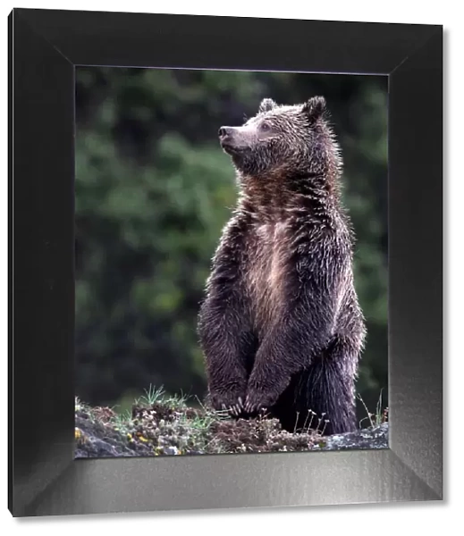 Standing Grizzly Bear