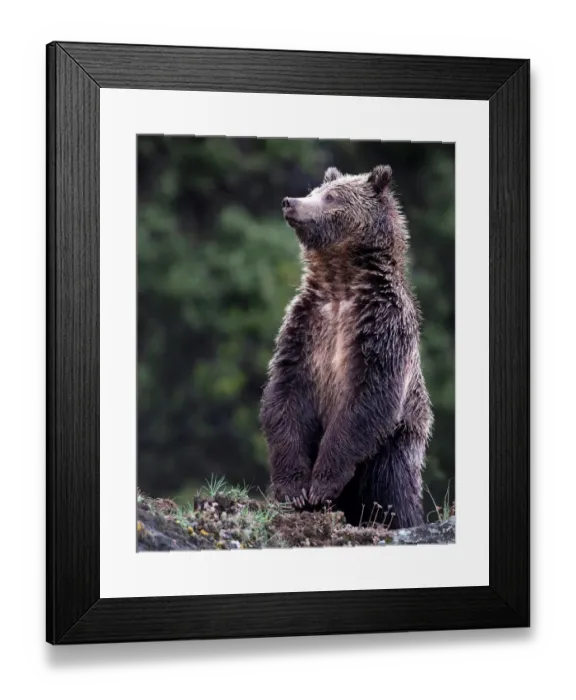 Framed Print : Standing Grizzly Bear Framed Print : Standing Grizzly Bear