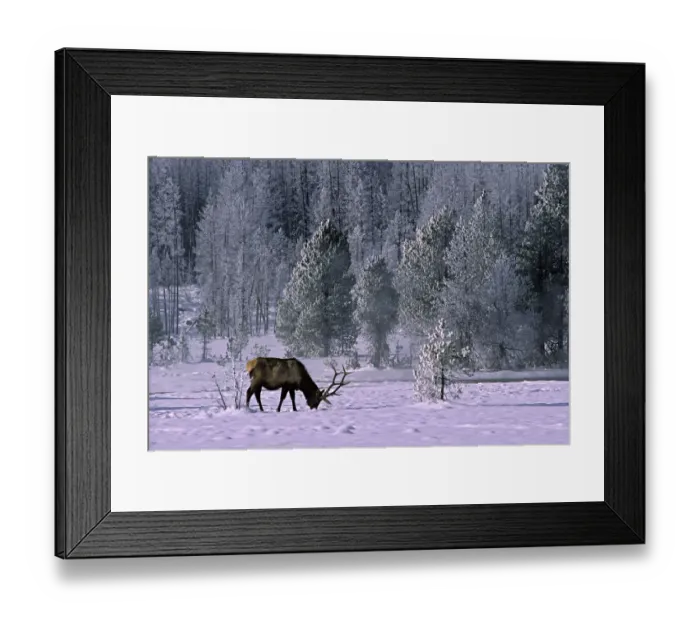 Framed Print : 1, 2r2f, america, american, animal, animals, artiodactyla, basin, canadensis, cervidae Framed Print : 1, 2r2f, america, american, animal, animals, artiodactyla, basin, canadensis, cervidae