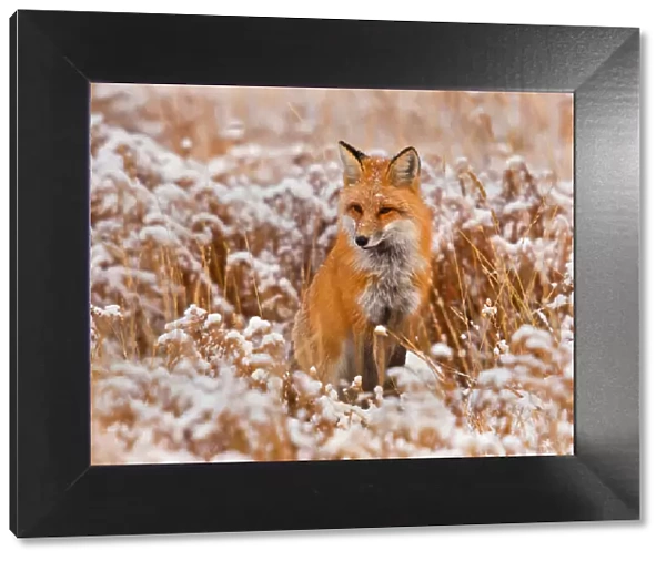 Red fox in snow field