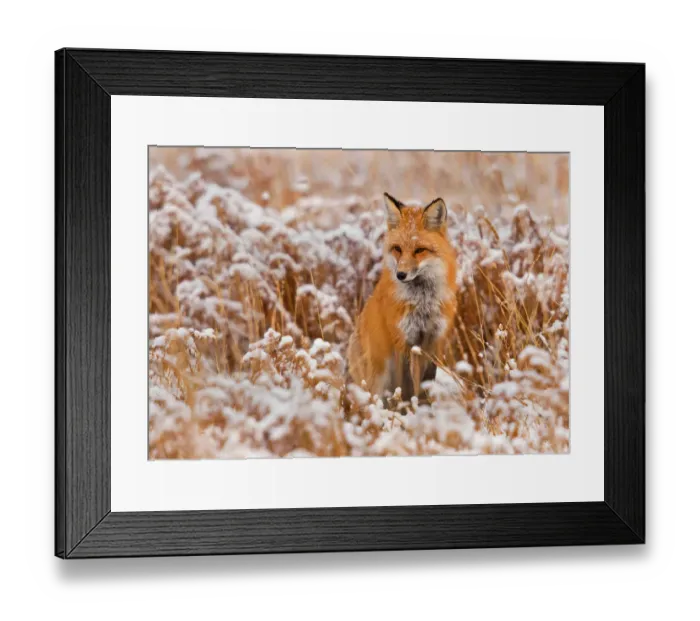 Framed Print : Red fox in snow field Framed Print : Red fox in snow field