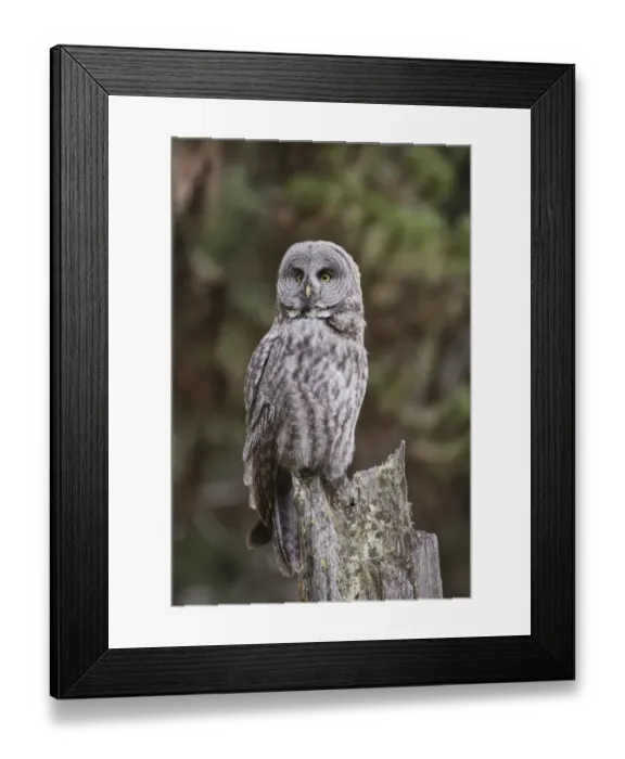 Framed Print : adult, america, american, animal, animals, aves, bird, birds, day, daylight, daytime Framed Print : adult, america, american, animal, animals, aves, bird, birds, day, daylight, daytime