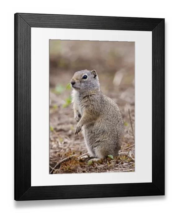 Framed Print : america, american, animal, animals, armatus, day, daylight, daytime, during, exterior Framed Print : america, american, animal, animals, armatus, day, daylight, daytime, during, exterior