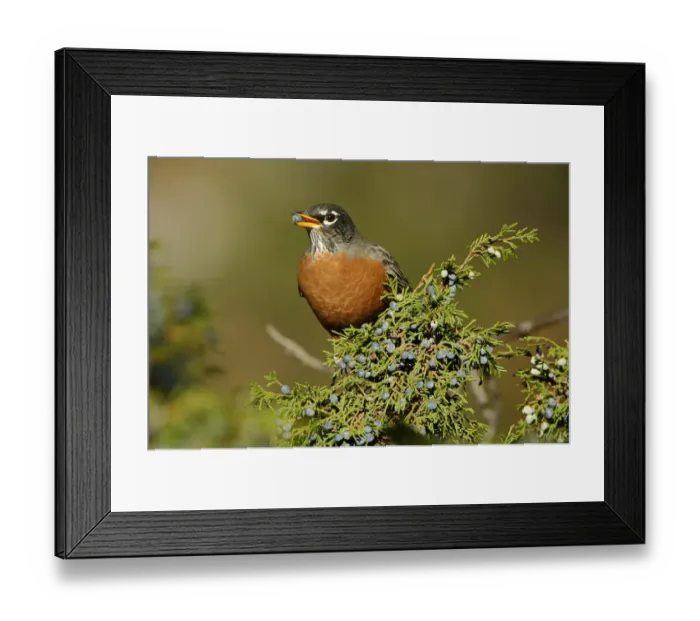 Framed Print : america, american, animal, animals, aves, berries, berry, bird, birds, day, daylight Framed Print : america, american, animal, animals, aves, berries, berry, bird, birds, day, daylight