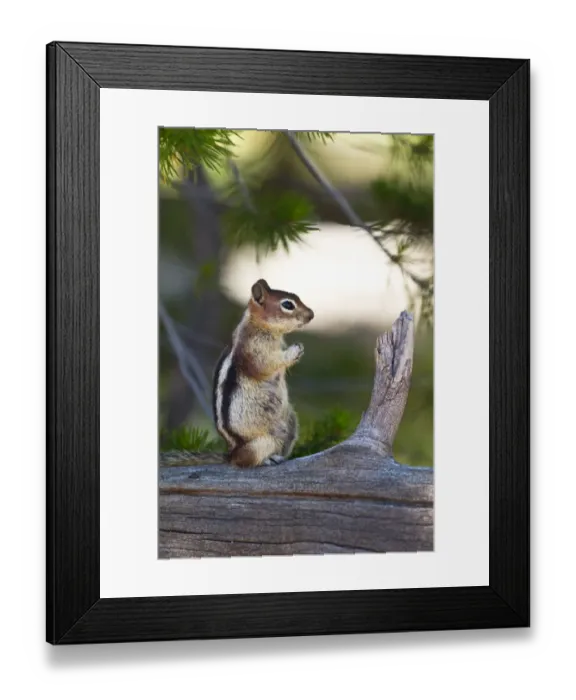Framed Print : Chipmunk praying Framed Print : Chipmunk praying