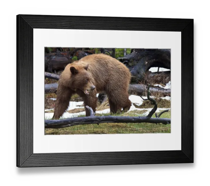 Framed Print : Cinnamon Black Bear Framed Print : Cinnamon Black Bear