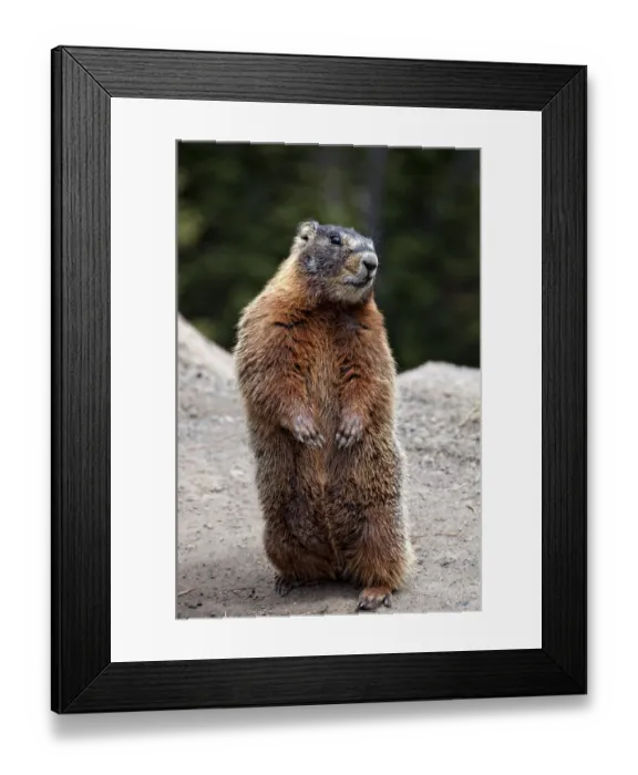 Framed Print : Marmot Rearing Up on Hind Legs in Yellowstone Framed Print : Marmot Rearing Up on Hind Legs in Yellowstone