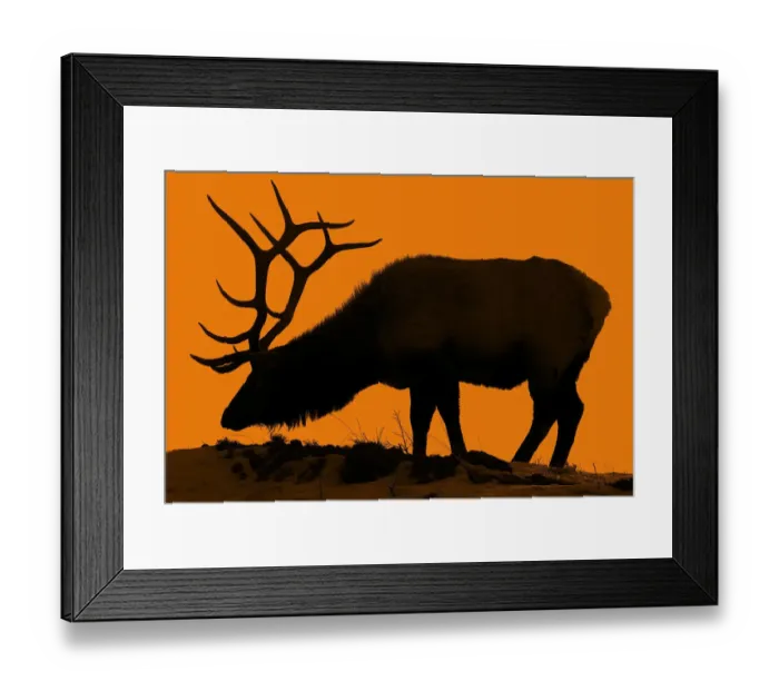 Framed Print : Solitary Elk Silhouette Framed Print : Solitary Elk Silhouette