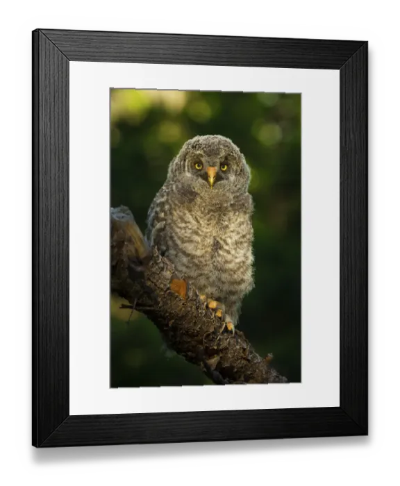 Framed Print : Golden Owl Framed Print : Golden Owl