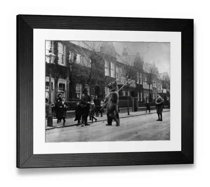 Framed Print : Dancing Bear Framed Print : Dancing Bear