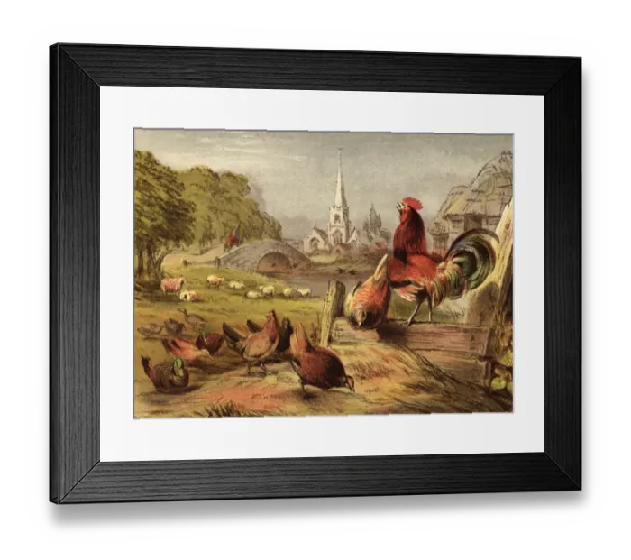 Framed Print : Poultry Farm Framed Print : Poultry Farm