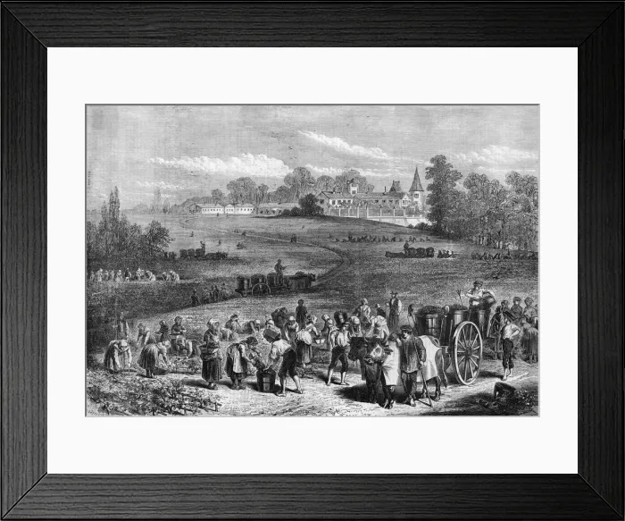 Framed Print : Grape Harvest Framed Print : Grape Harvest