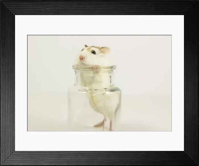 Framed Print : mouse inside a glass jar Framed Print : mouse inside a glass jar