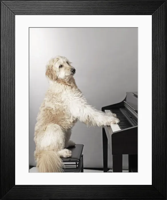 Framed Print : The Pianist Framed Print : The Pianist