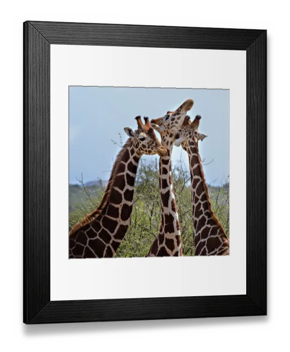 Framed Print : Three Heads are Better Than One - Reticulated Giraffes in Laikipia Framed Print : Three Heads are Better Than One - Reticulated Giraffes in Laikipia