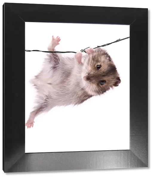 Acrobatic Little Hamster
