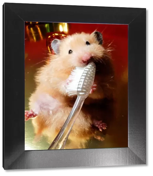 Hamster brushing teeth