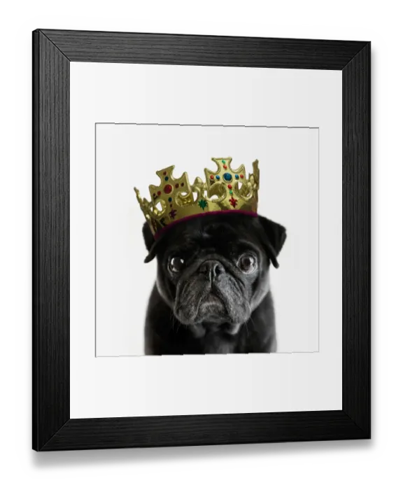 Framed Print : Pedigree Pug wearing a crown against white Framed Print : Pedigree Pug wearing a crown against white