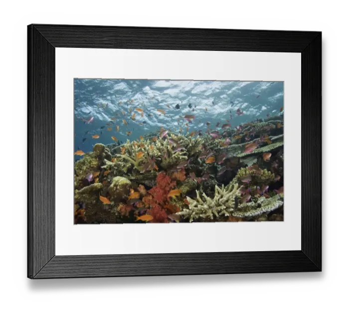 Framed Print : Fiji, Viti Levu, Bligh Water Framed Print : Fiji, Viti Levu, Bligh Water