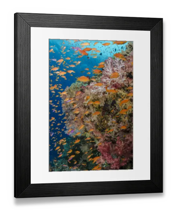 Framed Print : Reef with coral and Anthias (Pseudanthias squamipinnis), Fiji Framed Print : Reef with coral and Anthias (Pseudanthias squamipinnis), Fiji