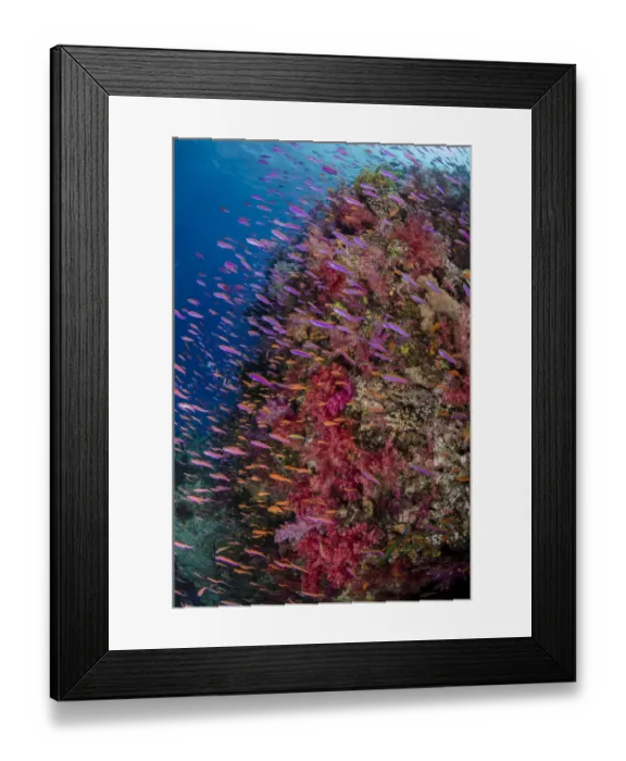 Framed Print : Anthias (Pseudanthias squamipinnis) swimming close to coral reef, Fiji Framed Print : Anthias (Pseudanthias squamipinnis) swimming close to coral reef, Fiji