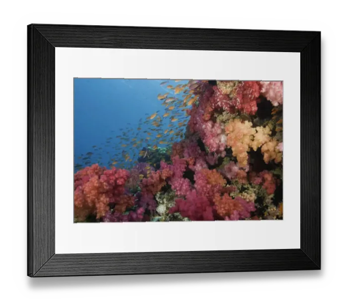 Framed Print : Schooling Fairy Basslets (Pseudanthias squamipinnis) among coral Framed Print : Schooling Fairy Basslets (Pseudanthias squamipinnis) among coral