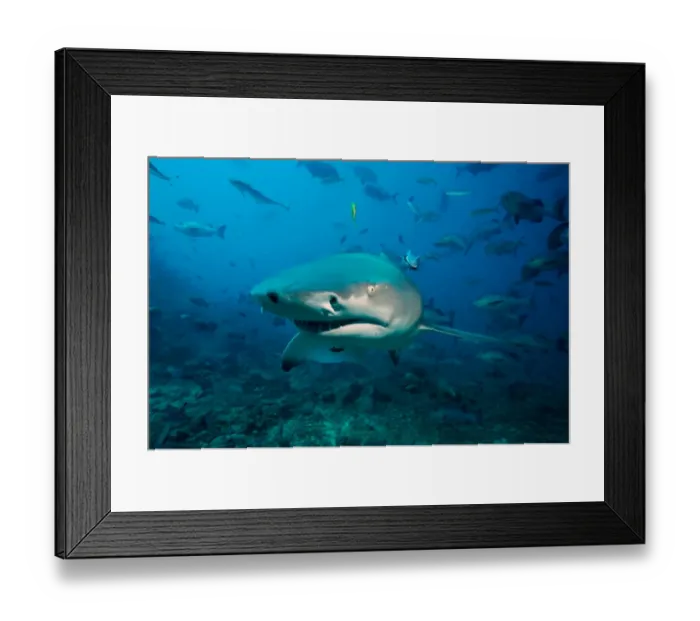 Framed Print : Sicklefin Lemon Shark Framed Print : Sicklefin Lemon Shark