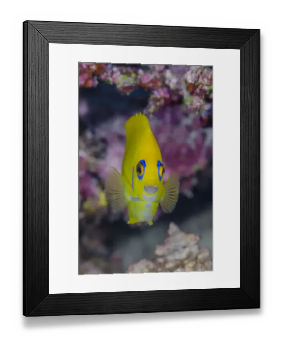 Framed Print : Close-up of lemonpeel angelfish (Centropyge Flavissimus), Fiji Framed Print : Close-up of lemonpeel angelfish (Centropyge Flavissimus), Fiji