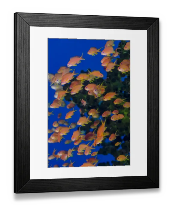 Framed Print : School of scalefin anthia fish (Pseudanthias squamipinnis), Fiji Framed Print : School of scalefin anthia fish (Pseudanthias squamipinnis), Fiji