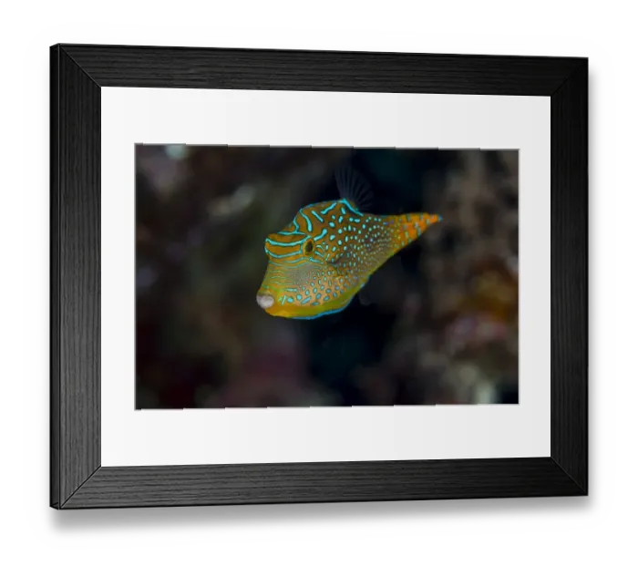 Framed Print : Close-up of Papua toby fish (Canthigaster papua), Fiji Framed Print : Close-up of Papua toby fish (Canthigaster papua), Fiji