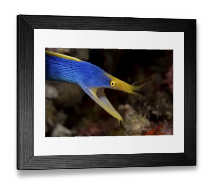 Framed Print : Colorful Ribbon Eel Framed Print : Colorful Ribbon Eel