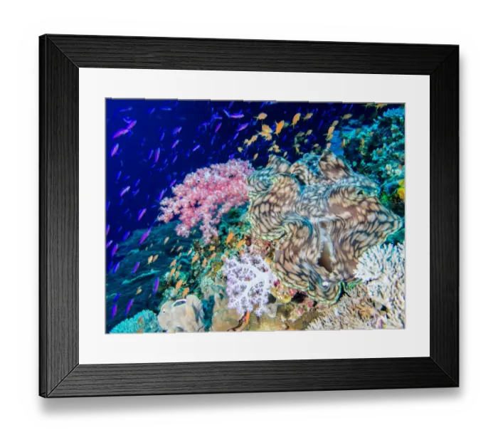 Framed Print : A giant clam surrounded by anthias Framed Print : A giant clam surrounded by anthias