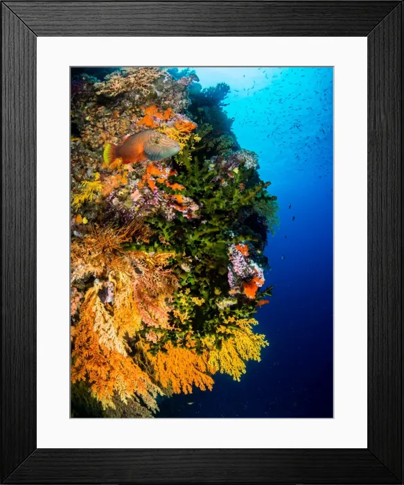 Framed Print : A reef wall covered in various coral Framed Print : A reef wall covered in various coral