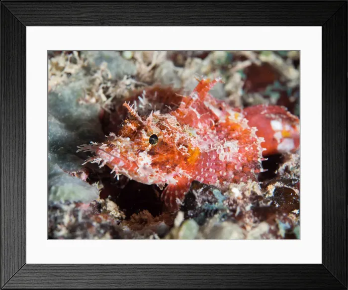 Framed Print : A scorpionfish Framed Print : A scorpionfish