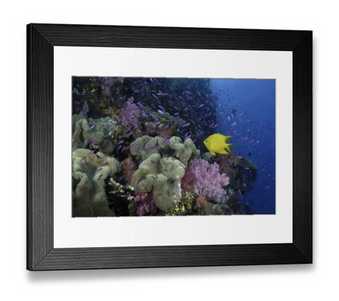 Framed Print : Fiji, yellow damselfish (Stegastes planifrons) beside coral reef Framed Print : Fiji, yellow damselfish (Stegastes planifrons) beside coral reef