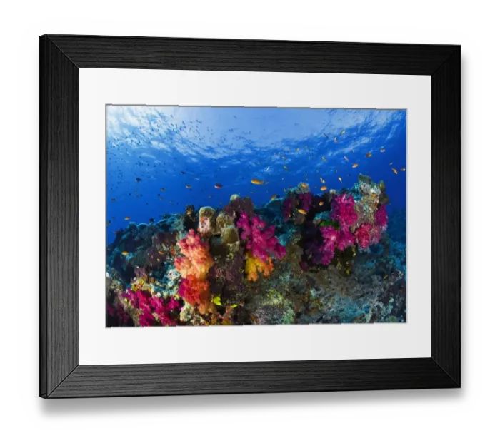 Framed Print : Soft corals on shallow reef, Fiji Framed Print : Soft corals on shallow reef, Fiji