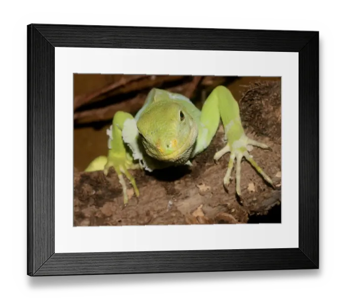 Framed Print : Fiji banded Iguana (Brachylophus fasciatus) Framed Print : Fiji banded Iguana (Brachylophus fasciatus)