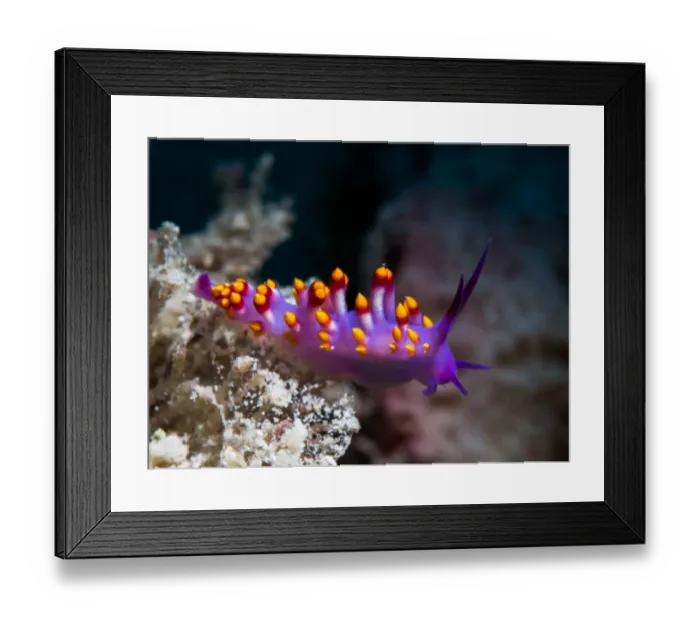 Framed Print : Cuthona sibogae Nudibranch Framed Print : Cuthona sibogae Nudibranch