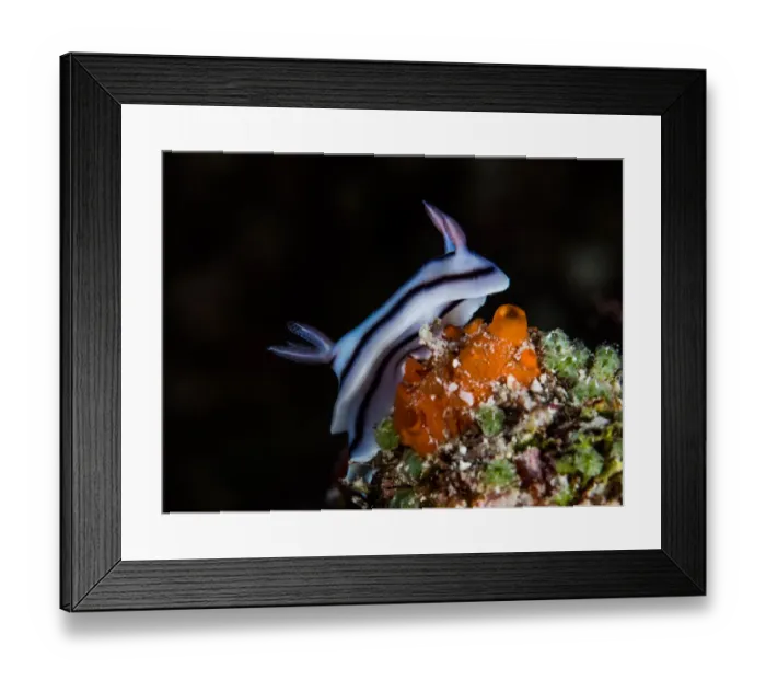 Framed Print : Chromodoris Lochi nudibranch Framed Print : Chromodoris Lochi nudibranch