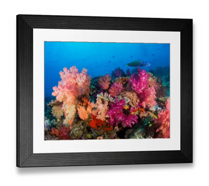 Framed Print : Colorful soft coral Fiji reef Framed Print : Colorful soft coral Fiji reef