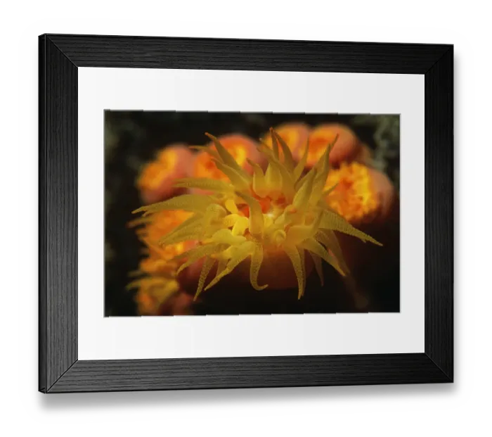 Framed Print : nobody, outdoors, night, one animal, nature, tropical climate, ocean and sea, underwater Framed Print : nobody, outdoors, night, one animal, nature, tropical climate, ocean and sea, underwater